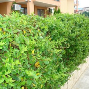 Alternative view of Slingertry 'Halliana'