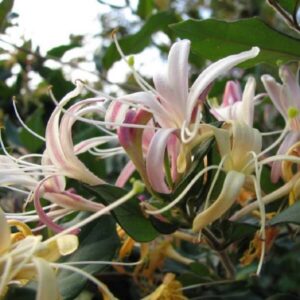 Slingertry 'Purpurea'