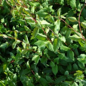 Slingertry 'Purpurea'