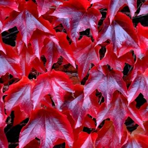 Alternative view of Rådhusvin 'Veitchii'