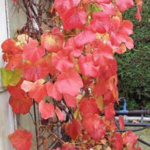 Doftande vinranka 'Riparia'