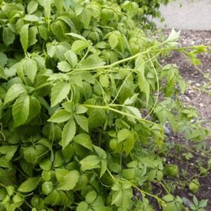 Alternative view of Gynostemma 'Jiaogulan'