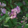 Hybriddeutzia 'Mont Rose'