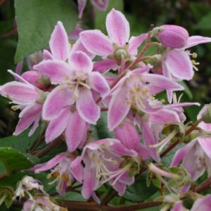 Alternative view of Hybriddeutzia 'Mont Rose'