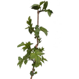 Alternative view of Fläder