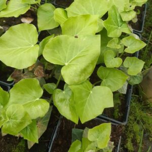 Storbladig murgröna