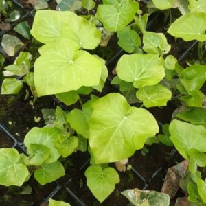 Storbladig murgröna