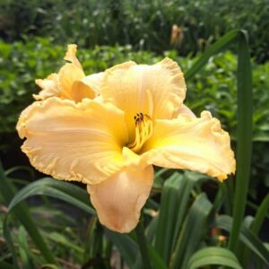 Daglilja ’Bright Dawn’