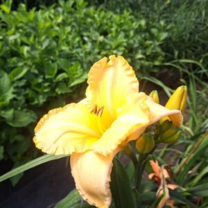 Daglilja ’Bright Dawn’