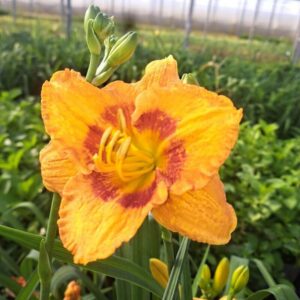 Daglilja ’Orange Sensation’