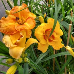 Daglilja ’Orange Sensation’