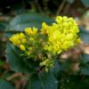 Mahonia
