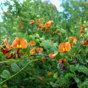 Alternative view of Blåsärt 'Colutea orientalis'