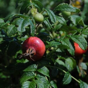 Alternative view of Vildros 'Alba'