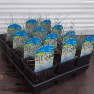 dekorativ gräs plantlycka