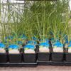 dekorativ gräs plantlycka