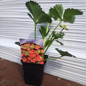 Jordgubbe 'Honeoye'