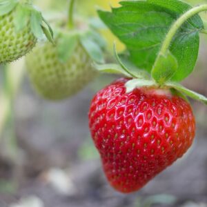 Ampeljordgubbe 'Temptation'