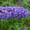 Syrenbuddleja 'Nanho Blue'
