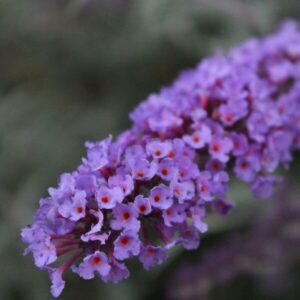 Alternative view of Syrenbuddleja 'Nanho Blue'