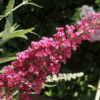 Syrenbuddleja 'Royal Red'