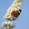 Syrenbuddleja 'White Bouquet'