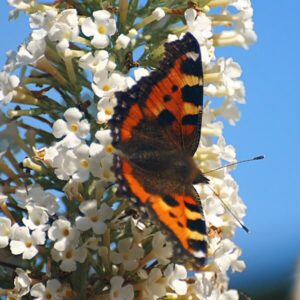 Alternative view of Syrenbuddleja 'White Bouquet'