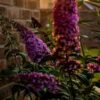 Syrenbuddleja 'Summer Beauty'