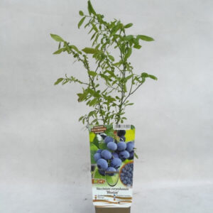 Alternative view of Amerikanskt blåbär ’Bluejay’