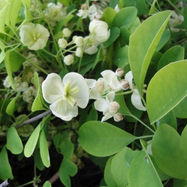 Fembladig akebia ’Alba’ 1l