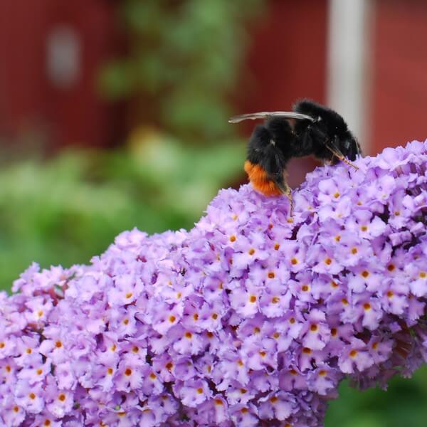 Syrenbuddleja 'Lochinch' 1l