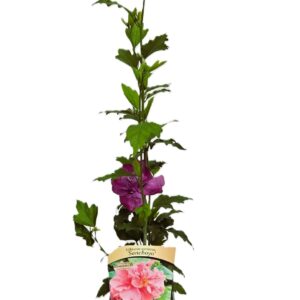 Frilandshibiskus 'Sanchonyo'