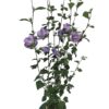 Frilandshibiskus 'Woodbridge'