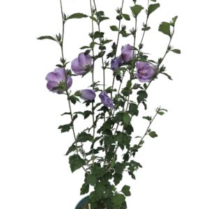 Frilandshibiskus 'Woodbridge'