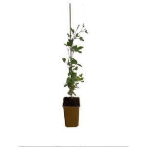 Clematis 'Taiga' P9/C1
