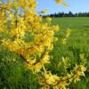 Forsythia 'Flojor' P9/C1