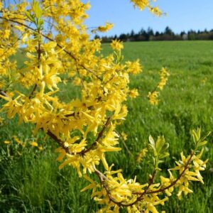 Forsythia 'Flojor' P9/C1