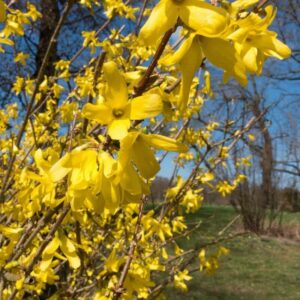 Alternative view of Forsythia 'Flojor' P9/C1