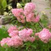 Vipphortensia 'Vanille Fraise'