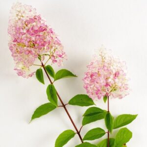 Alternative view of Vipphortensia 'Vanille Fraise'