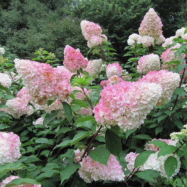 Vipphortensia 'Vanille Fraise' - Bild 3