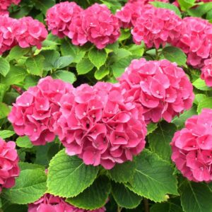 Hortensia 'Alpenglühen'