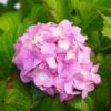 Hortensia 'Bouquet Rose'