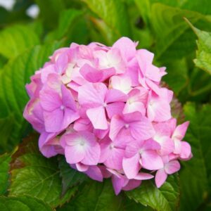 Hortensia 'Bouquet Rose'