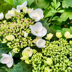 Hortensia 'Libelle'