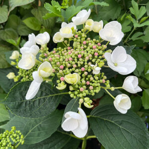 Alternative view of Hortensia 'Libelle'