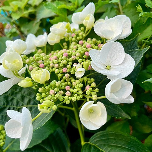 Hortensia 'Libelle' - Bild 3