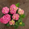 Hortensia 'Rotkehlchen' P9/C1