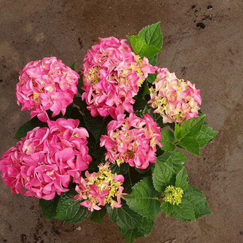 Hortensia 'Rotkehlchen' P9/C1