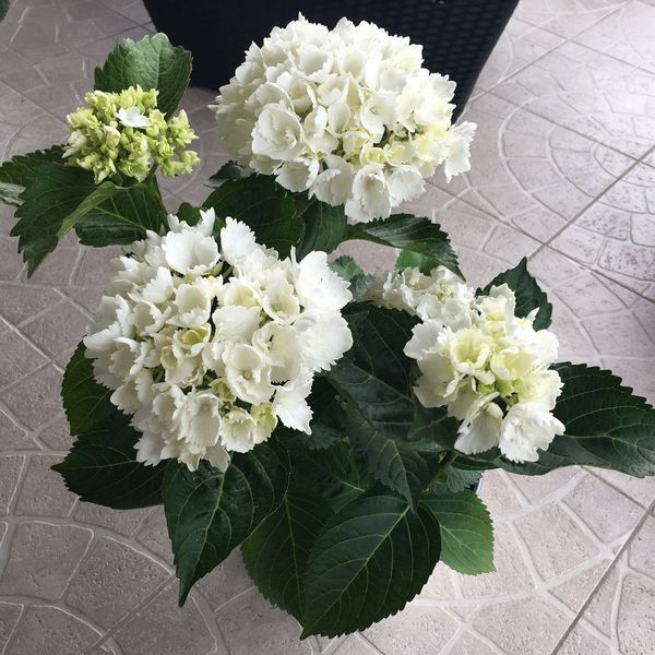 Hortensia 'Soeur Therese'